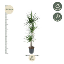 Kamerplant - Dracaena Marginata - Pot Ø 24cm Hoogte ↕ 160cm