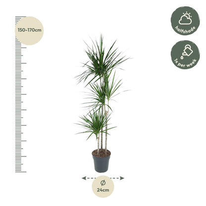 Kamerplant - Dracaena Marginata - Pot Ø 24cm Hoogte ↕ 160cm