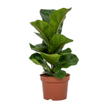 Kamerplant - Ficus Lyrata - Pot Ø 12cm Hoogte ↕ 30cm