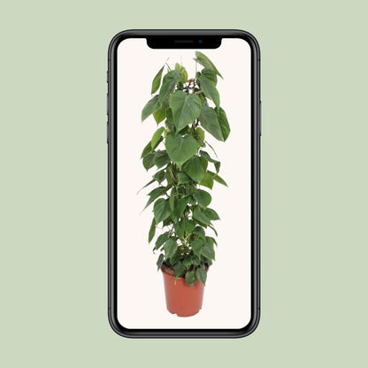 XL kamerplant - Philodendron Scandens - Pot Ø 24cm Hoogte ↕ 120cm