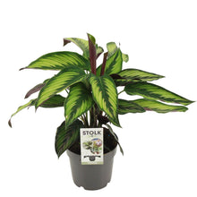Kamerplant - Calathea Majestica Princeps - Pot Ø 14cm Hoogte ↕ 45cm