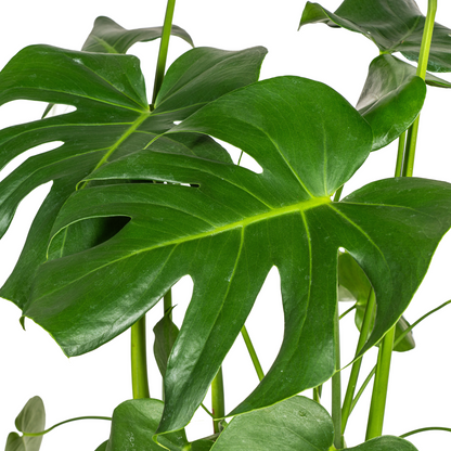 Kamerplant - Monstera Deliciosa Tauerii - Pot Ø 21cm Hoogte ↕ 70-90cm
