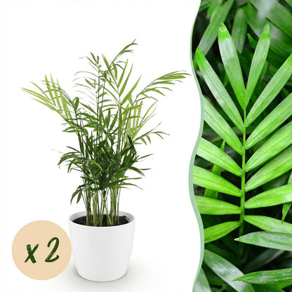 Kamerplant 2x Chamaedorea elegans - Pot Ø 12cm Hoogte ↕ 15cm