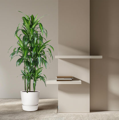 Kamerplant - Dracaena Hawaiiana Carrousel - Luchtzuiverend - Pot Ø 31cm Hoogte ↕ 150cm
