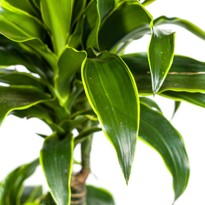 Kamerplant - Dracaena Deremensis Dorado - Pot Ø 21cm Hoogte ↕ 100-120cm