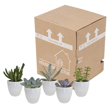 Kamerplant 5x Vetplanten mix - in witte pot - Pot Ø 5.5cm