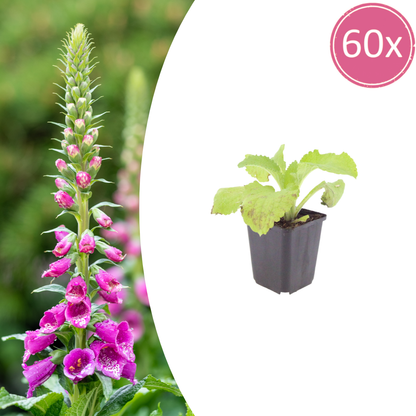 Buitenplant 60x Digitalis purpurea - Bloeiend - Pot Ø 9cm Hoogte ↕ 10-25cm