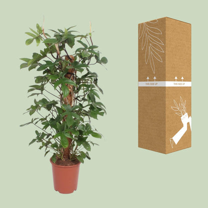 XL kamerplant - Philodendron Pedatum - Pot Ø 27cm Hoogte ↕ 130cm