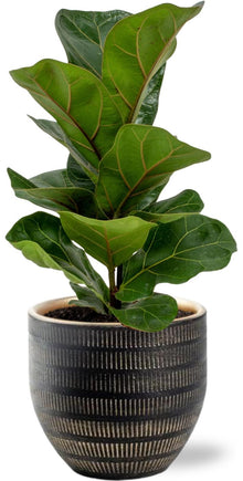 Kamerplant - Ficus Lyrata - Pot Ø 12cm Hoogte ↕ 30cm