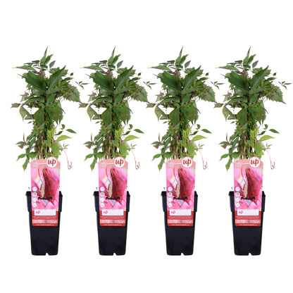 Buitenplant 4x Parthenocissus q. var. 'Engelmannii' - Pot Ø 15cm Hoogte ↕ 65cm