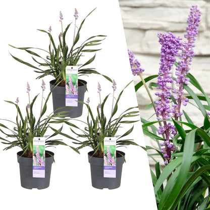 Buitenplant 3x Liriope muscari 'Ingwersen' - Pot Ø 14cm Hoogte ↕ 25cm