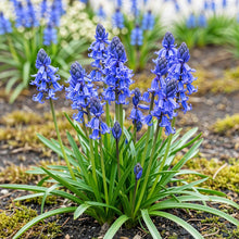 Buitenplant 20x Hyacinthoides non Scripta - Bloembollen Blauw - Bolmaat 7/8