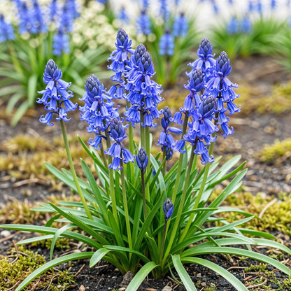 Buitenplant 20x Hyacinthoides non Scripta - Bloembollen Blauw - Bolmaat 7/8