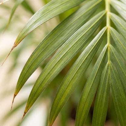 Kamerplant - Areca Palm (Dypsis) met sierpot wit - Pot Ø 21cm Hoogte ↕ 100cm