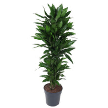 Kamerplant - Dracaena Janet Lind vertakt - Pot Ø 27cm Hoogte ↕ 120cm