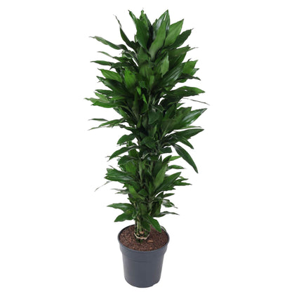 Kamerplant - Dracaena Janet Lind vertakt - Pot Ø 27cm Hoogte ↕ 120cm