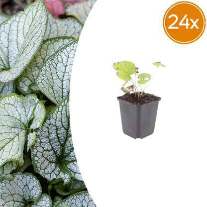 Buitenplant 24x Brunnera macrophylla 'Jack Frost' - Pot Ø 9cm Hoogte ↕ 10-25cm
