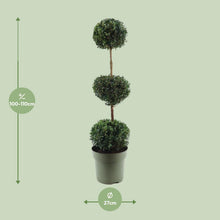Buitenplant - Buxus Sempervirens Trio-Ball - Winterhard - Pot Ø 27cm Hoogte ↕ 110cm