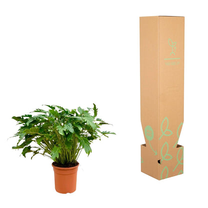 Kamerplant - Philodendron Xanadu - Pot Ø 30cm Hoogte ↕ 80cm