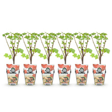 Buitenplant 6x Ribes rubrum Jonkheer van Tets - Winterhard - Pot Ø 9cm Hoogte ↕ 25cm