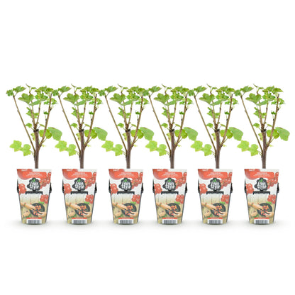 Buitenplant 6x Ribes rubrum Jonkheer van Tets - Winterhard - Pot Ø 9cm Hoogte ↕ 25cm