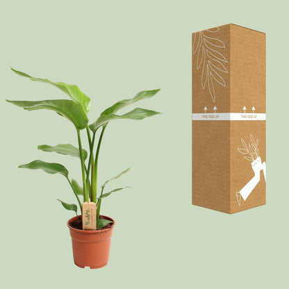 Kamerplant - Strelitzia Nicolai - Hoogte ↕ 35-250cm