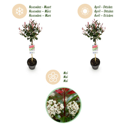 Buitenplant - Photinia fraseri 'Carre Rouge' op Stam - Winterhard - Pot Ø 19cm Hoogte ↕ 90cm