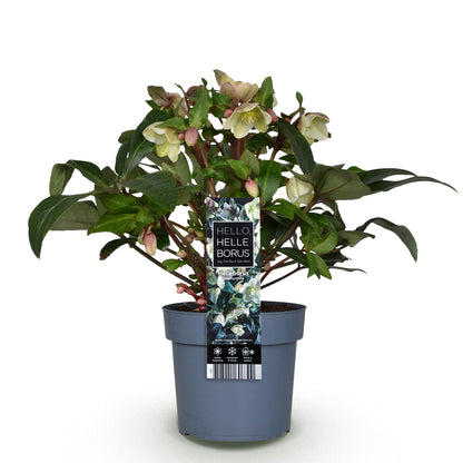 Buitenplant Helleborus 'Diamfire' - Groene bloem, groenblijvend, winterhard - Pot Ø 19cm Hoogte ↕ 40cm