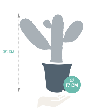 Kamerplant - Opuntia Consulea - Hoogte ↕ 17cm