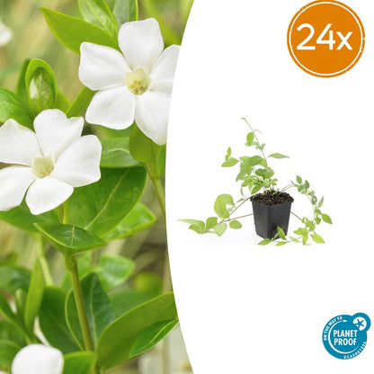 Buitenplant 24x Vinca major 'Alba' - Pot Ø 9cm Hoogte ↕ 10-25cm