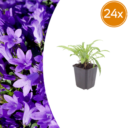 Buitenplant 24x Campanula pers. 'Coerulea' - Bloeiend - Pot Ø 9cm Hoogte ↕ 10-25cm