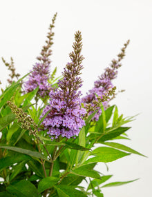 Buitenplant - Buddleja dav. 'Butterfly Candy Little Lila' - Bloeiend - Pot Ø 19cm Hoogte ↕ 25cm
