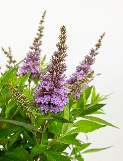 Buitenplant - Buddleja dav. 'Butterfly Candy Little Lila' - Bloeiend - Pot Ø 19cm Hoogte ↕ 25cm