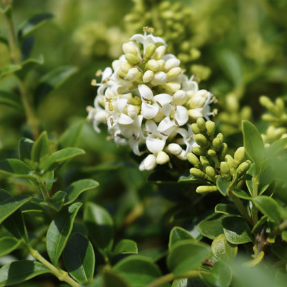 Buitenplant - Ligustrum delavayanum op stam - Terrasboom - Winterhard - Pot Ø 19cm Hoogte ↕ 90cm