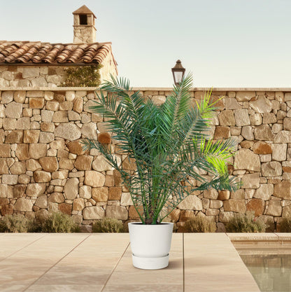 XL plant - Phoenix canariensis - Winterhard - Pot Ø 50cm Hoogte ↕ 300cm