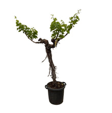Buitenplant - Druivenboom Vitis Vinifera stam vertakt - Pot Ø 55cm Hoogte ↕ 220cm