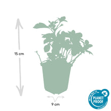 Buitenplant 24x Pachysandra term. 'Green Carpet' - Pot Ø 9cm Hoogte ↕ 10-25cm