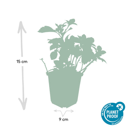 Buitenplant 24x Pachysandra term. 'Green Carpet' - Pot Ø 9cm Hoogte ↕ 10-25cm