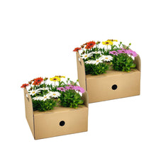 Buitenplant 8x Osteospermum Ecklonis Mix - Pot Ø 12cm Hoogte ↕ 20cm
