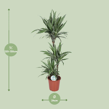 XL Kamerplant - Dracaena Warneckei - Pot Ø 24cm Hoogte ↕ 125cm
