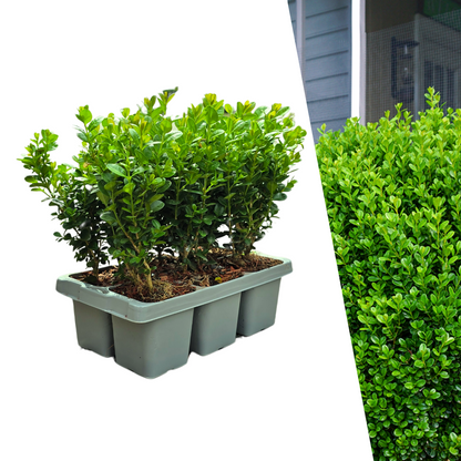Buitenplant 6x Buxus NewGen Freedom - Winterhard - Pot Ø 7cm Hoogte ↕ 15cm