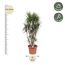 Kamerplant - Dracaena Marginata vertakt - Pot Ø 40cm Hoogte ↕ 220cm