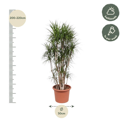 Kamerplant - Dracaena Marginata vertakt - Pot Ø 40cm Hoogte ↕ 220cm