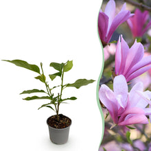 Buitenplant - Magnolia Betty - Bloeiend - Pot Ø 12cm Hoogte ↕ 30cm