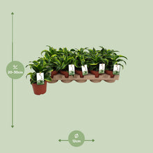 Kamerplant - Dracaena Tornado - Pot Ø 12cm Hoogte ↕ 22cm