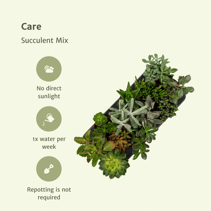 Kamerplant 12x Succulenten Mix - Pot Ø 10,5cm Hoogte ↕ 12cm