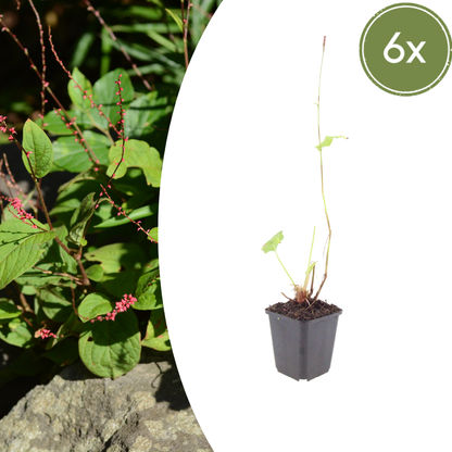 6x Persicaria a. 'Speciosa' - ↕10-25cm - Ø9cm