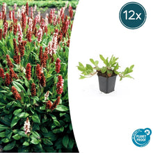 Buitenplant 12x Persicaria aff. 'Darjeeling Red' - Bloeiend - Pot Ø 9cm Hoogte ↕ 10-25cm