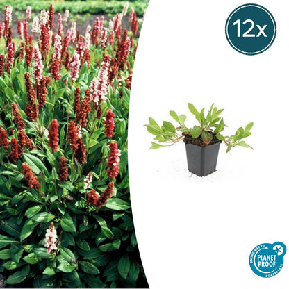 Buitenplant 12x Persicaria aff. 'Darjeeling Red' - Bloeiend - Pot Ø 9cm Hoogte ↕ 10-25cm