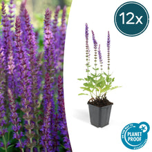 Buitenplant 12x Salvia nem. 'Ostfriesland' - Bloeiend - Pot Ø 9cm Hoogte ↕ 10-25cm